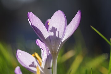 Fototapeta premium purple crocus flower