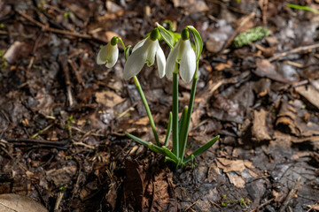 High resolution closeup of a Snowdrop, Galanthus in a natural woodland setting.