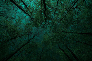 Grüner Wald mt Buchen im Frühling. Baum mit grünen Blättern und Sonnenlicht. Hintergrund