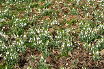 A carpet of snowdrops, Galanthus in a natural woodland setting.