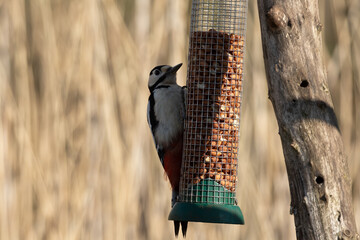 Naklejka premium Great Spotted Woodpecker, Dendrocopos major, balancing from a bird feeder after peanuts to eat