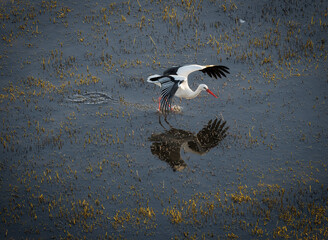 tork starting to fly at aiguamolls d'Emporda Wetland, Catalonia