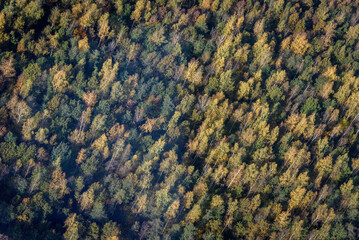 vue aérienne de forêt à l'automne à Saint-Imoges dans la Marne en France