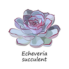 Echeveria succulent. Stone rose. Vector illustration.
