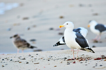 Corona Del Mar California