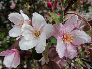 Pink apple tree blossoms are a fresh spring image. Beautiful springtime bloom close-up.