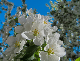 White apple tree blossoms are a fresh spring image. Beautiful springtime bloom close-up.