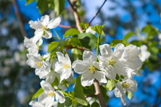 White apple tree blossoms are a fresh spring image. Beautiful springtime bloom close-up.