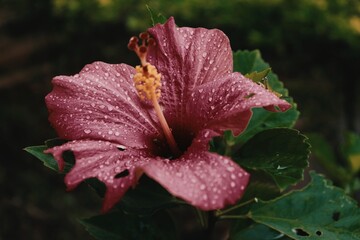 Beautiful wild flowers