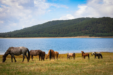 horses graze grass on a meadow by a lake