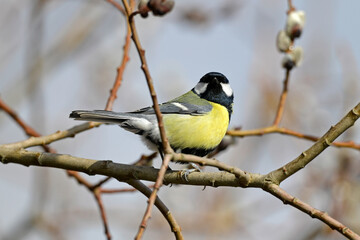 Kohlmeise // Eurasian Great Tit, Great Tit (Parus major)