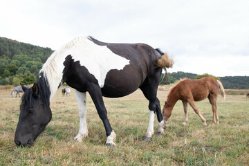 A mare with a little horse. Horses in a meadow 