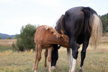 Fototapeta na wymiar baby horse drinking milk from mother