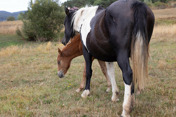 Fototapeta premium A mare with a little horse. Horses in a meadow 