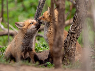 Two cute little red fox cubs playing