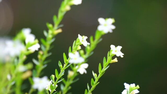 Cuphea hyssopifolia (also called false heather, Mexican heather, Hawaiian heather, elfin herb) with a natural background