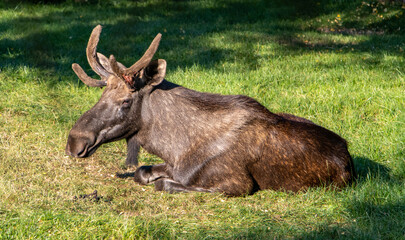 The moose or elk (Alces alces) lying on green grass. - Powered by Adobe