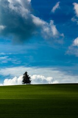 Fototapeta na wymiar spruce on meadow in background with impressive sky and clouds . western Tatra towards Liptovská Mara
