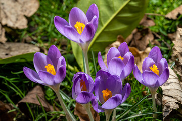 Fototapeta premium High resolution closeup of purple Crocus petals, and stamen in a natural woodland setting.