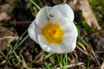 Fototapeta na wymiar High resolution closeup of white Crocus petals, and stamen in a natural woodland setting.