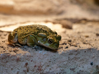Colorado River toad, Bufo Alvarius, Incilius alvarius