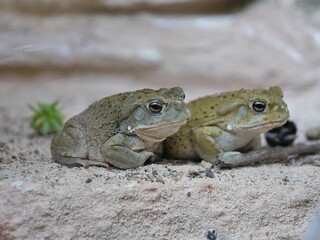 Fototapeta premium Colorado River toad, Bufo Alvarius, Incilius alvarius