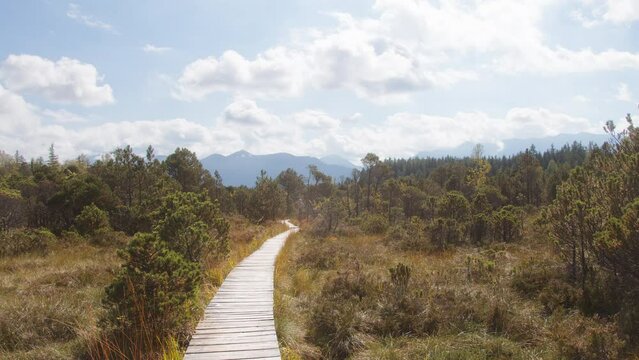 moor landscape with wonderful plants, trees and herbs with a wooden planks and Mountains in the background