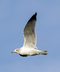 California Gull flying in blue sky. Bay Area, California, USA.