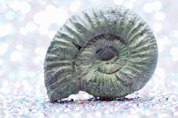 nautilus shell on black