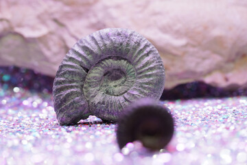 The ammonites (Ammonoidea) are an extinct subgroup of cephalopods photographed in the studio