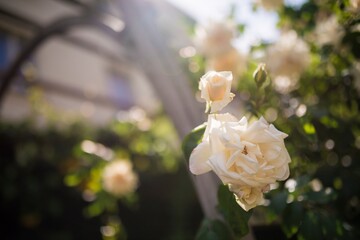 Detail of white roses. Macrophotography. Beauty, a gift suitable for your beloved women.