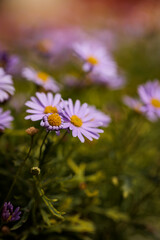 Obraz premium beautiful flowers with maximum detail photographed with natural light