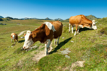 Fototapeta na wymiar Kuh und Kuhherde auf der Alm in der freien Natur