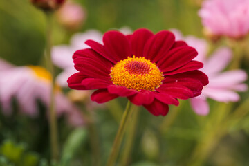 Obraz premium beautiful flowers with maximum detail photographed with natural light