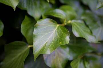 Leaves of shrubs in a botanical garden on a bright sunny day. Warm colors, beautiful bokeh. Summer months full of well-being. Energy and beauty.