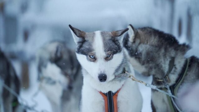 Aggressive looking husky with bright blue eyes looking around while waiting outside in snowfall to go work as a sled dog. Slow motion filmed in Lapland Finland.