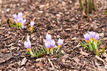 Obraz premium spring crocus flowers in the garden violet, close-up