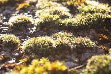 Moss on stone in bright light