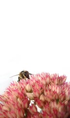 bee on pink sedum flower closeup on white background, vertical banner with copy space, wallpaper 