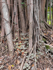 Very old fig tree with large aerial roots. A ancient plant called Ficus elastica, banyan tree roots.