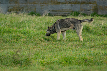Guard dog looking into the wild. 