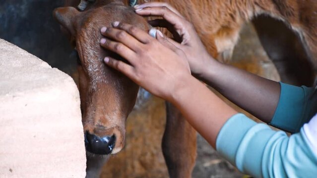 Portrait of Indian cow calf is being pampered by woman hands. Cattles in Indian home. Domestic animal cow