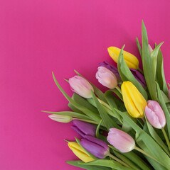 pink, yellow and purple tulips on pink ground