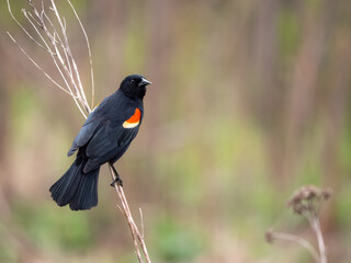 A perched red-winged blackbird