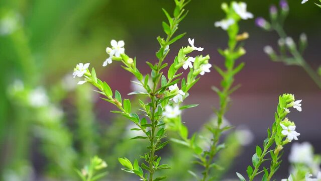 Cuphea hyssopifolia (also called false heather, Mexican heather, Hawaiian heather, elfin herb) with a natural background