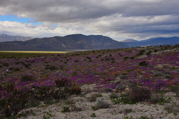 Obraz premium Flowers