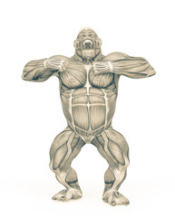 gorilla is beating his chest and ready to attack on muscle map anatomy style