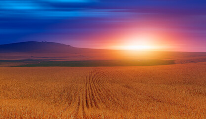 Fototapeta na wymiar Sunrise over the corn field