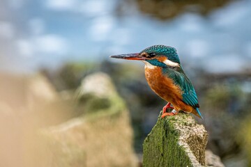 Kingfisher