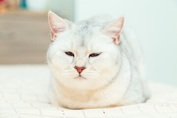  British shorthair silver cat in a home interior.